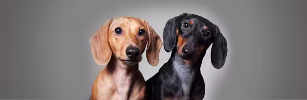 Dachshunds