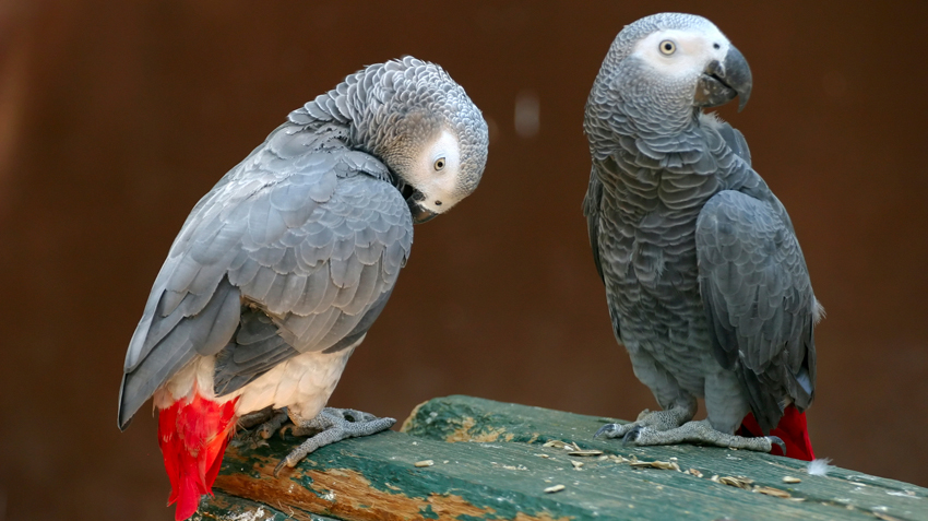 African grey parrot850
