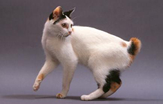 cat with bobbed tail