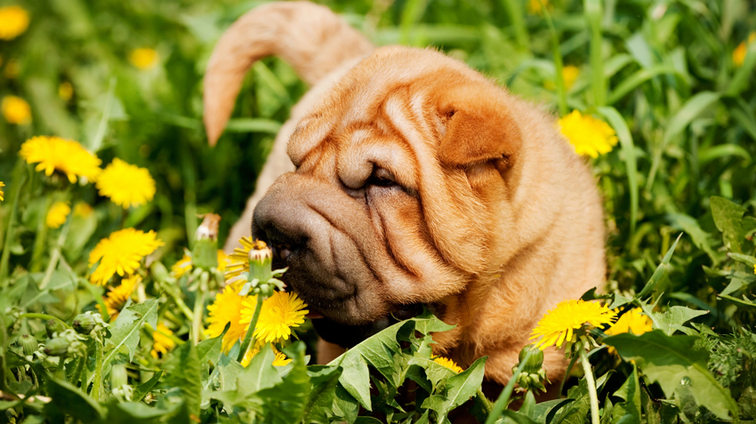 are shar pei aggressive