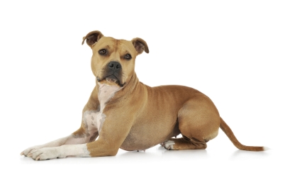 American Staffordshite terrier standing — health planner for puppies through senior dogs