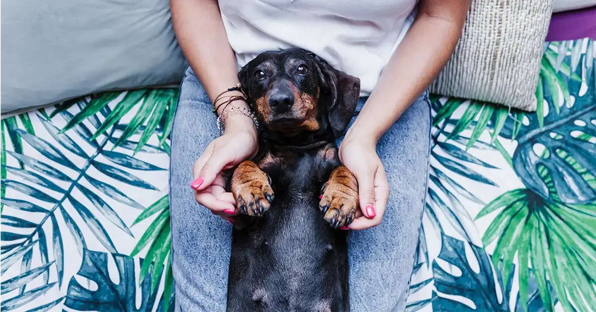 Dachshund warning on the back