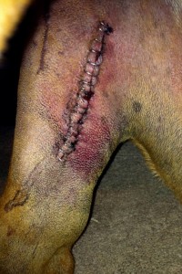 Vinnie-3_HN2-200x300