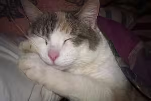 princess-poopy-paws