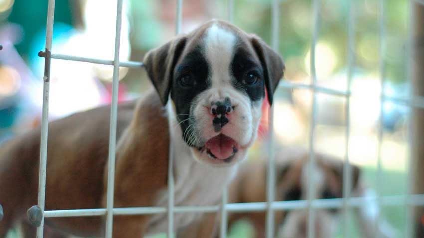 Adopting Shelter Pets