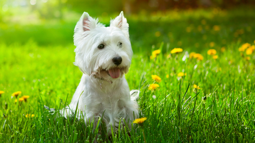 Westland highland best sale white terrier