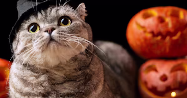 Fur-ightful experiences