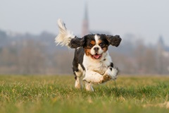 5 Things You Didn't Know About King Charles Spaniels