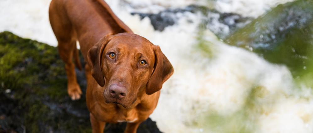 Rhodesian Ridgeback introduction