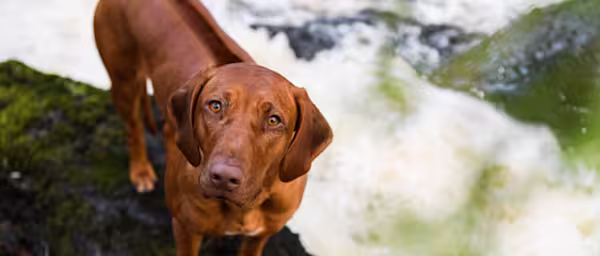 Rhodesian Ridgeback introduction