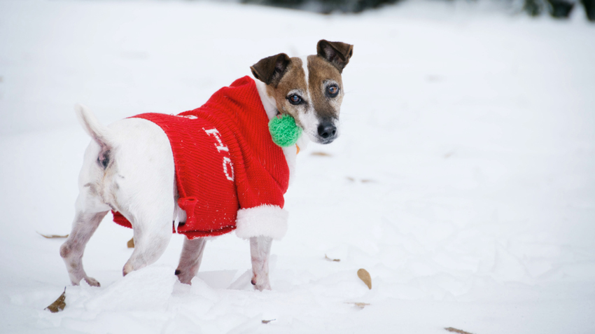 do sweaters help dogs