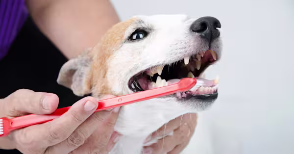 Tooth Hurts