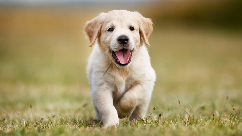 10 Most Common Puppy Incidents