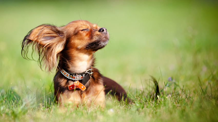 Sunscreen for Dogs