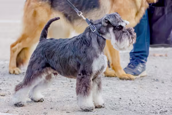 3-Fun fact-Schnauzer-Standard GettyImages-1287095184