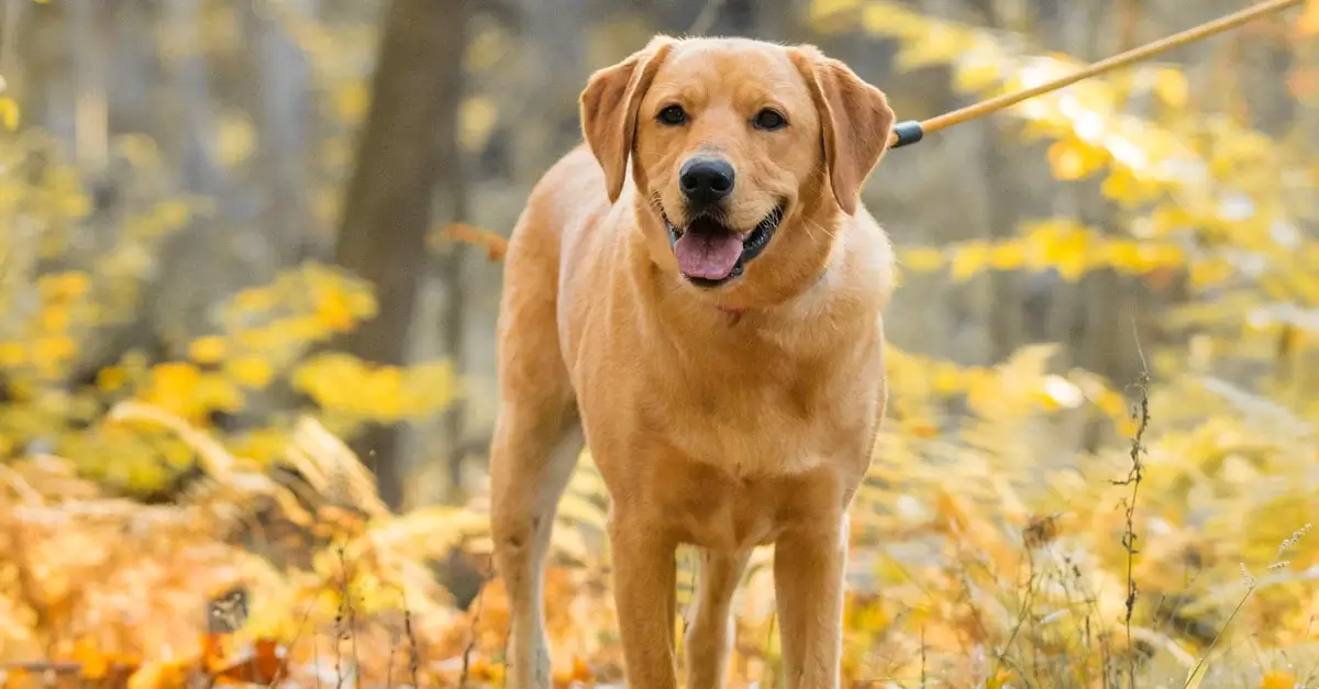 fur-ightful experience 3