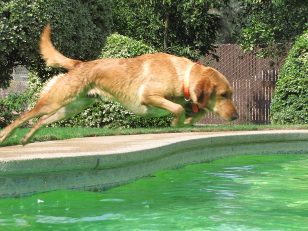 Chanceswim