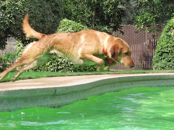 Chanceswim
