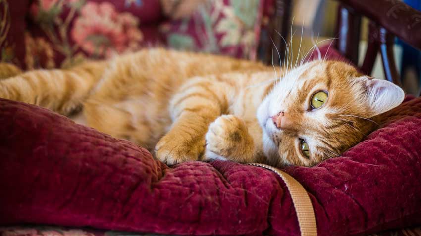 Common Ailments in Senior Cats