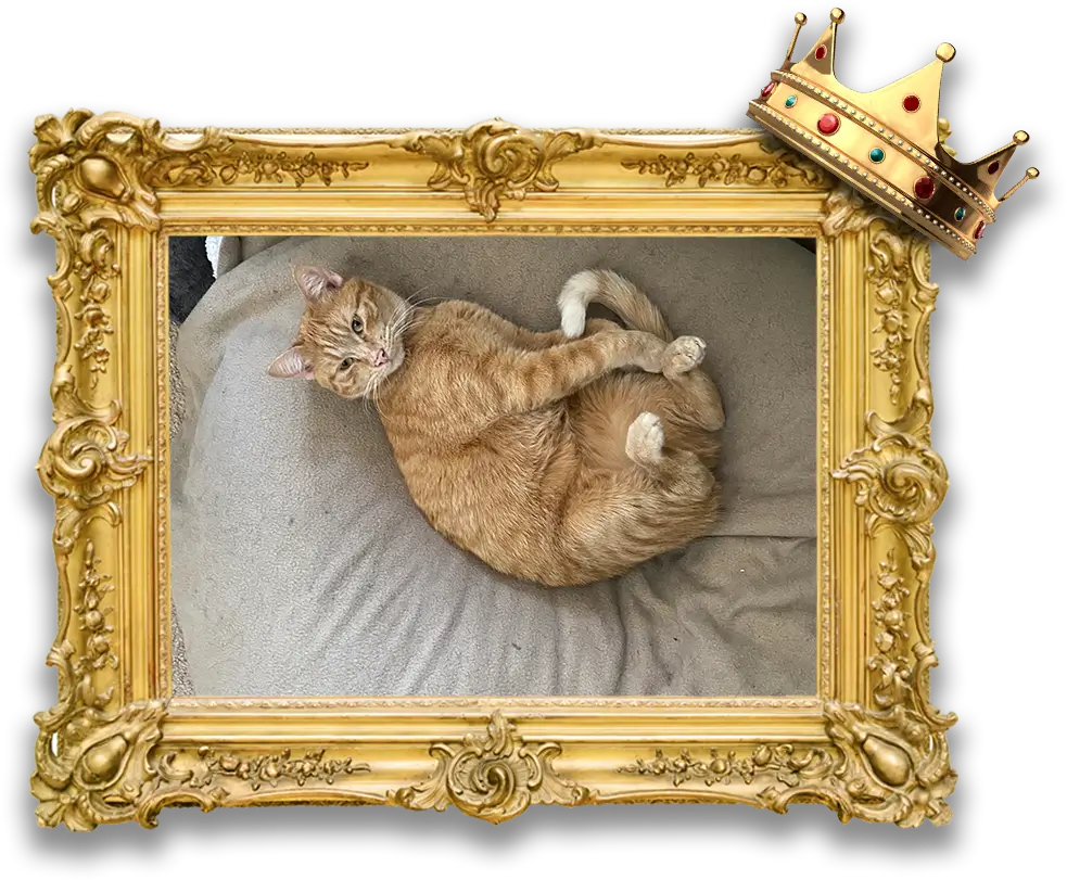 FelineFrame-png