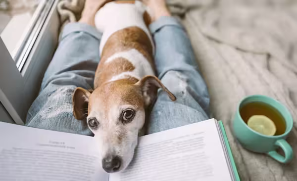 Dog snuggling with pet parent's lap