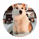 Dog in snow