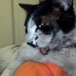 June-Pebbles-150x150