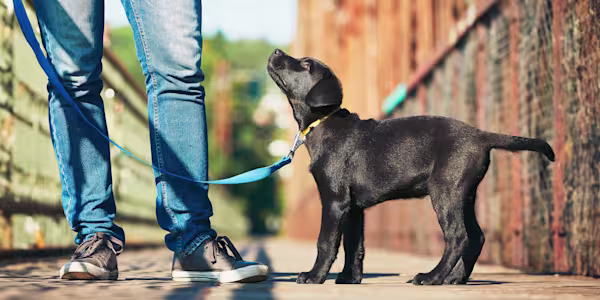 New puppy? Get a good start on a lifetime of love