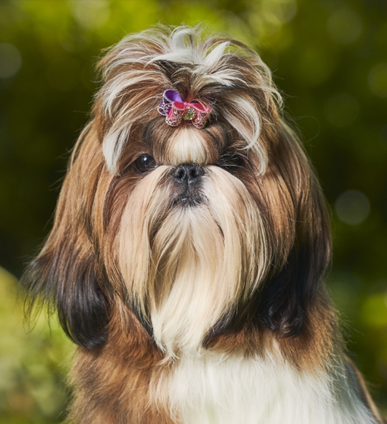 Shih Tzu