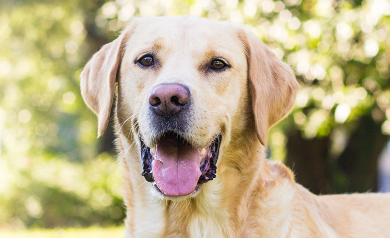 Allergy coverage - Labrador retriever