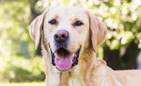 Allergy coverage - Labrador retriever