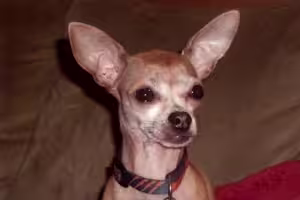 Chico-300x200