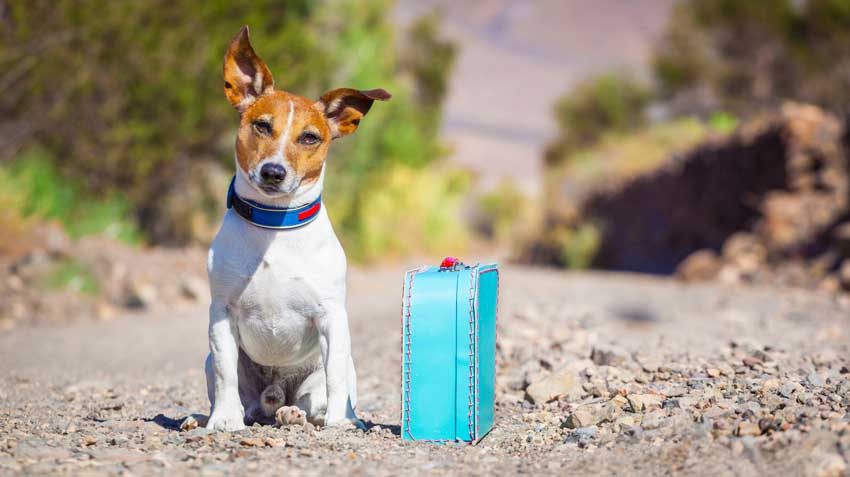 5 Mistakes to Avoid When Traveling with Pets