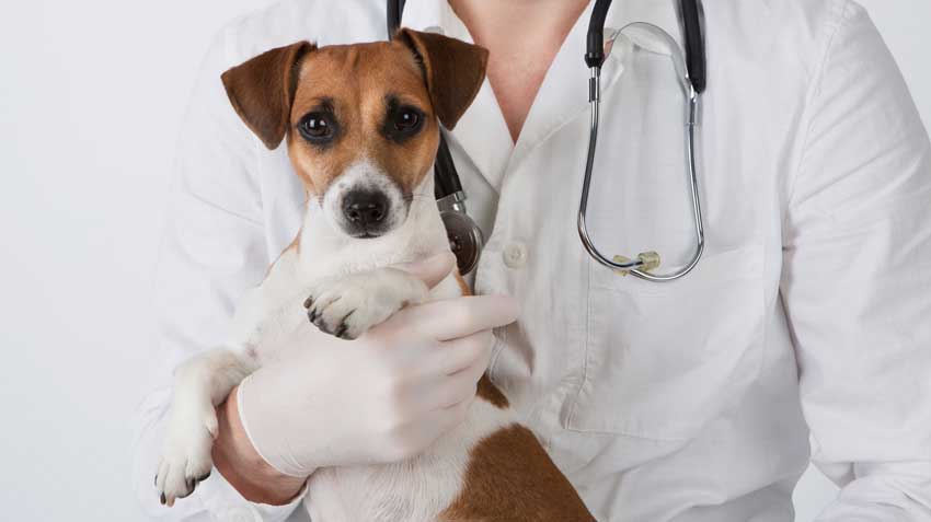 Can Pets Donate Blood?