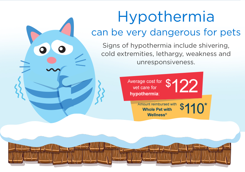 Hypothermia can be very dangerous for pets. Signs of hypothermia include shivering, cold extremetiies, lethargy, weakness and unresponsiveness.