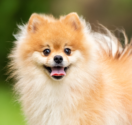 Pomeranian