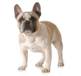 French Bulldog standing — health planner for puppies through senior dogs