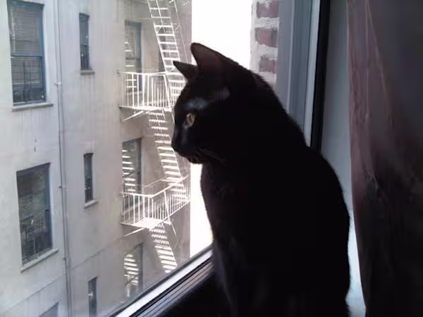 Black-Cat