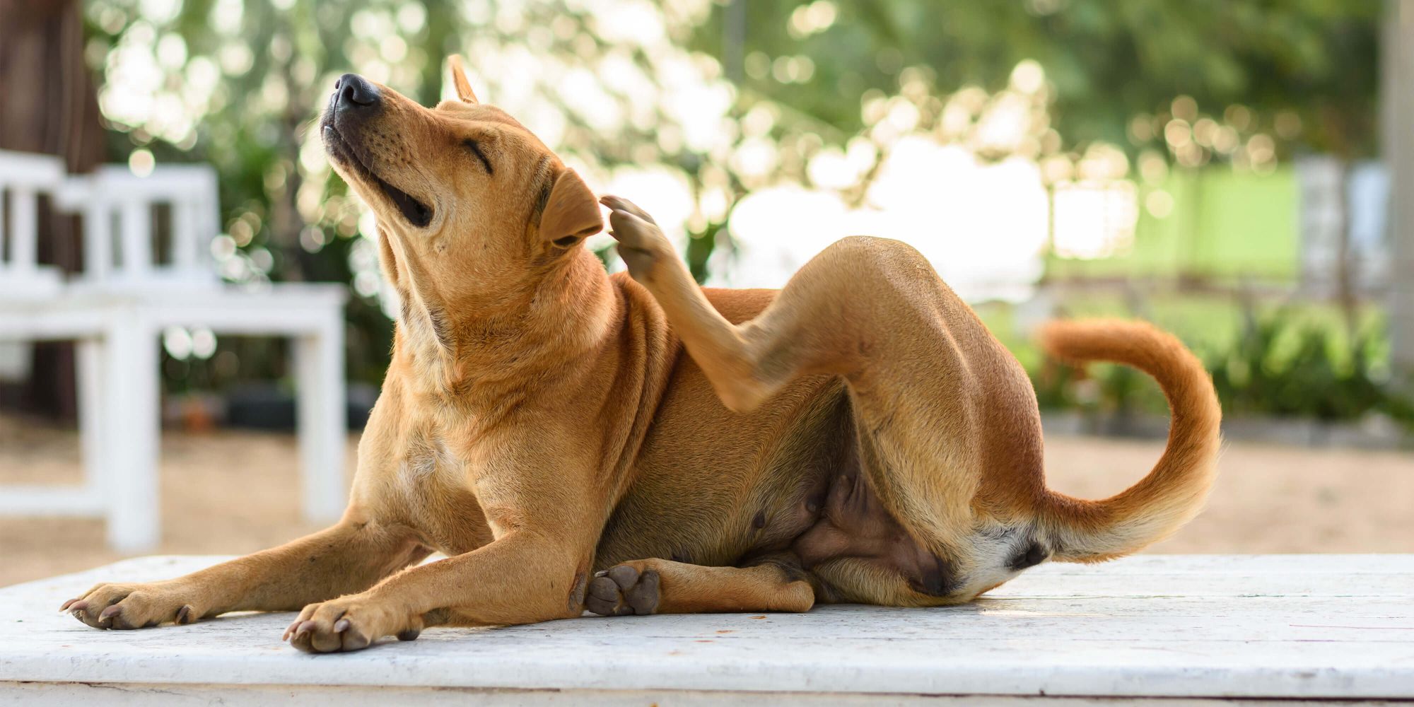 Pet allergies: Nothing to sneeze at