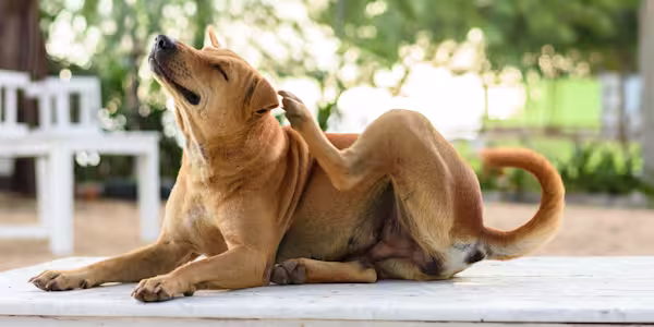Pet allergies: Nothing to sneeze at