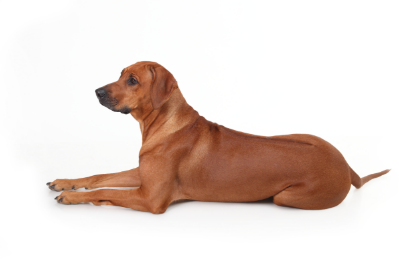 Rhodesian Ridgeback standing — health planner for puppies through senior dogs
