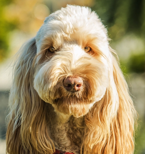 Goldendoodle