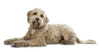 Labradoodle standing — health planner for puppies through senior dogs