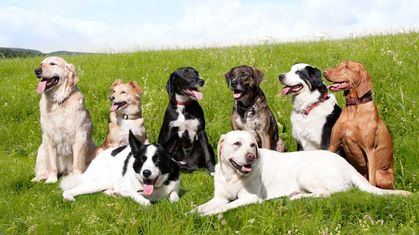 Top 10 Dog Breeds Infographic