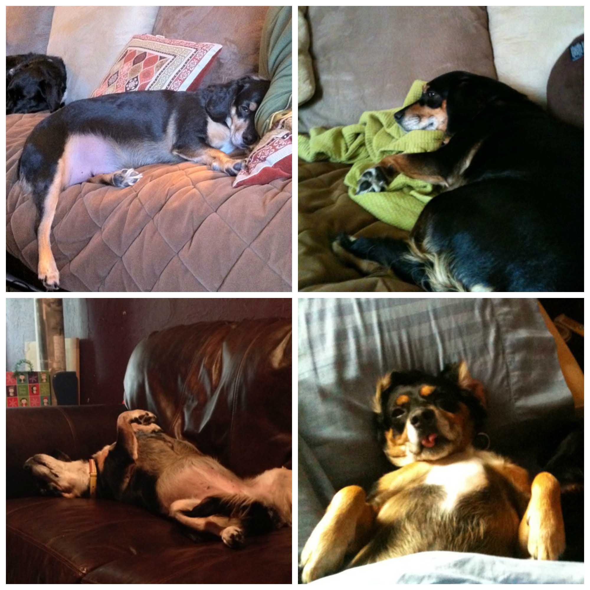 PicMonkey-Collage1__1_