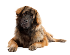 are leonbergers smart dogs