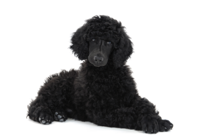 Poodle standard standing — health planner for puppies through senior dogs