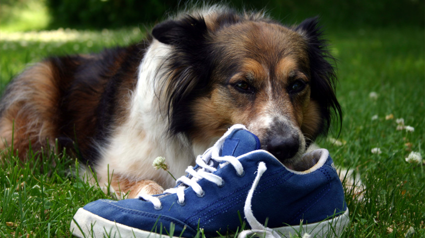 How to get puppy to stop chewing on clearance shoes