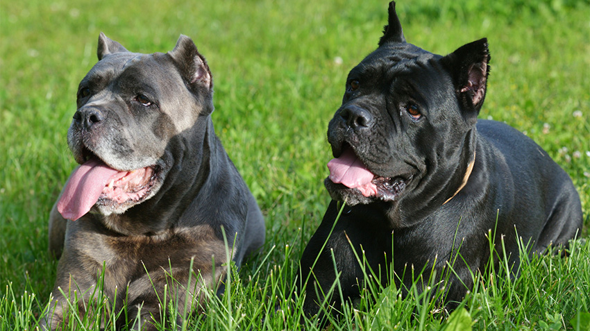 Cane Corso Dogs Pet Health Insurance & Tips