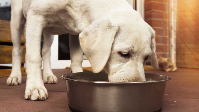 Raw Food Diet for Pets